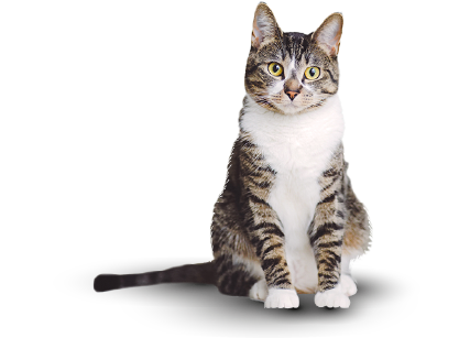 PawPet Gato Bienvenido