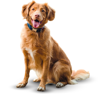 PawPet Bienvenido