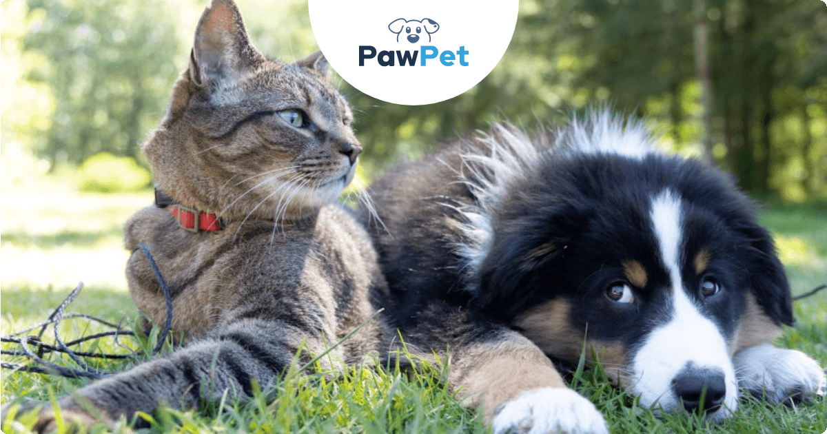 gato y perro pawpet
