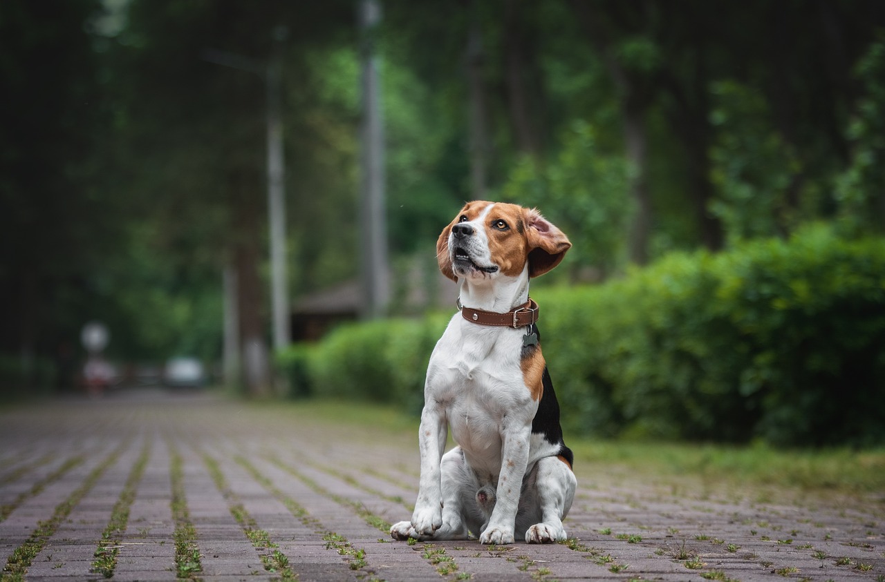 beagle feliz