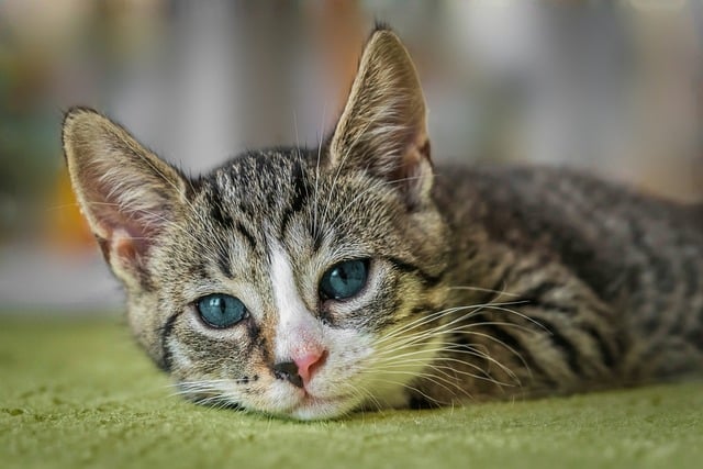 gato identificado